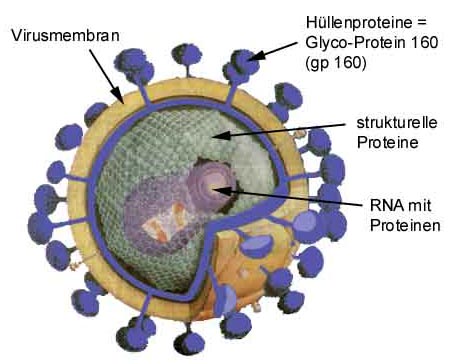 aids-virus